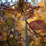 fall